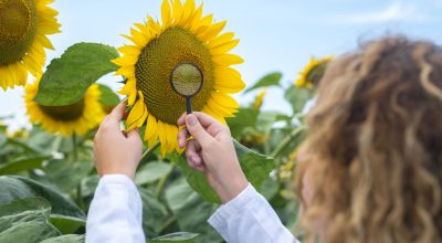 Young pretty expert agronomist in the sunflower field checking crops quality. Young pretty expert agronomist in the sunflower field checking crops quality.